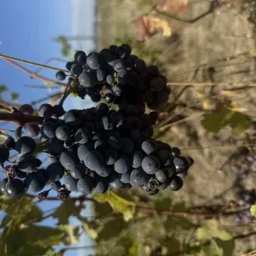 Виноград технических ...