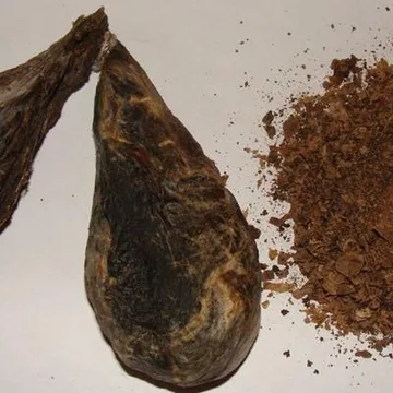 Кастореум 