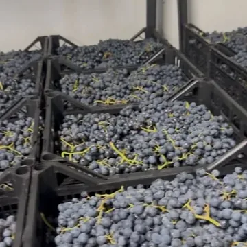 Продается Виноград, с...