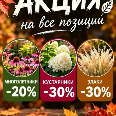 Сотрудничество с питомником: посадочный материал д