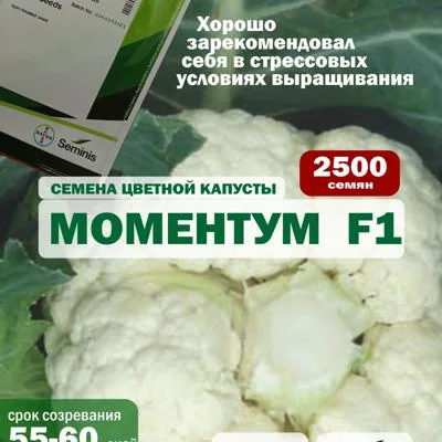 Семена капусты цветной Моментум F1, 2500 шт