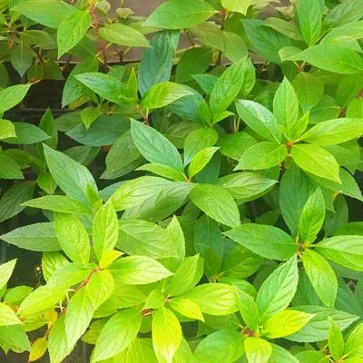 Гортензия метельчатая оптом р9