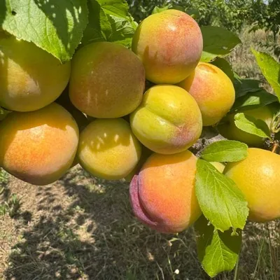 Слива Блэк Амбер и Фортуна (Крым)