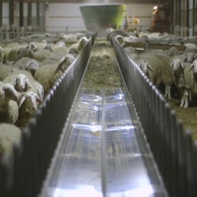 Кормовая лента для коз овец Sylco Hellas (Греция)