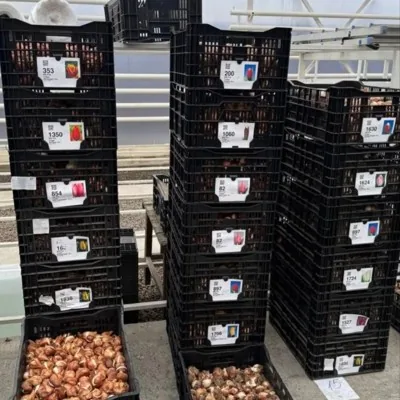 Луковицы тюльпанов 