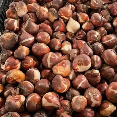 Луковицы тюльпанов 